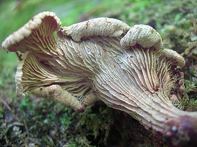 Funghi trasformisti , necrofili e sterili